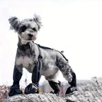 Waterproof Boots and Harness for Dogs