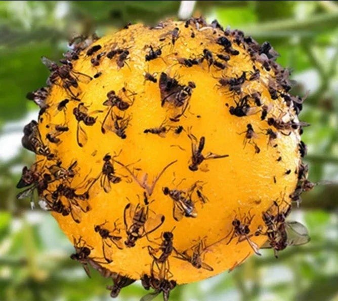 Pack of 10 Magic Spheres - Fly Traps