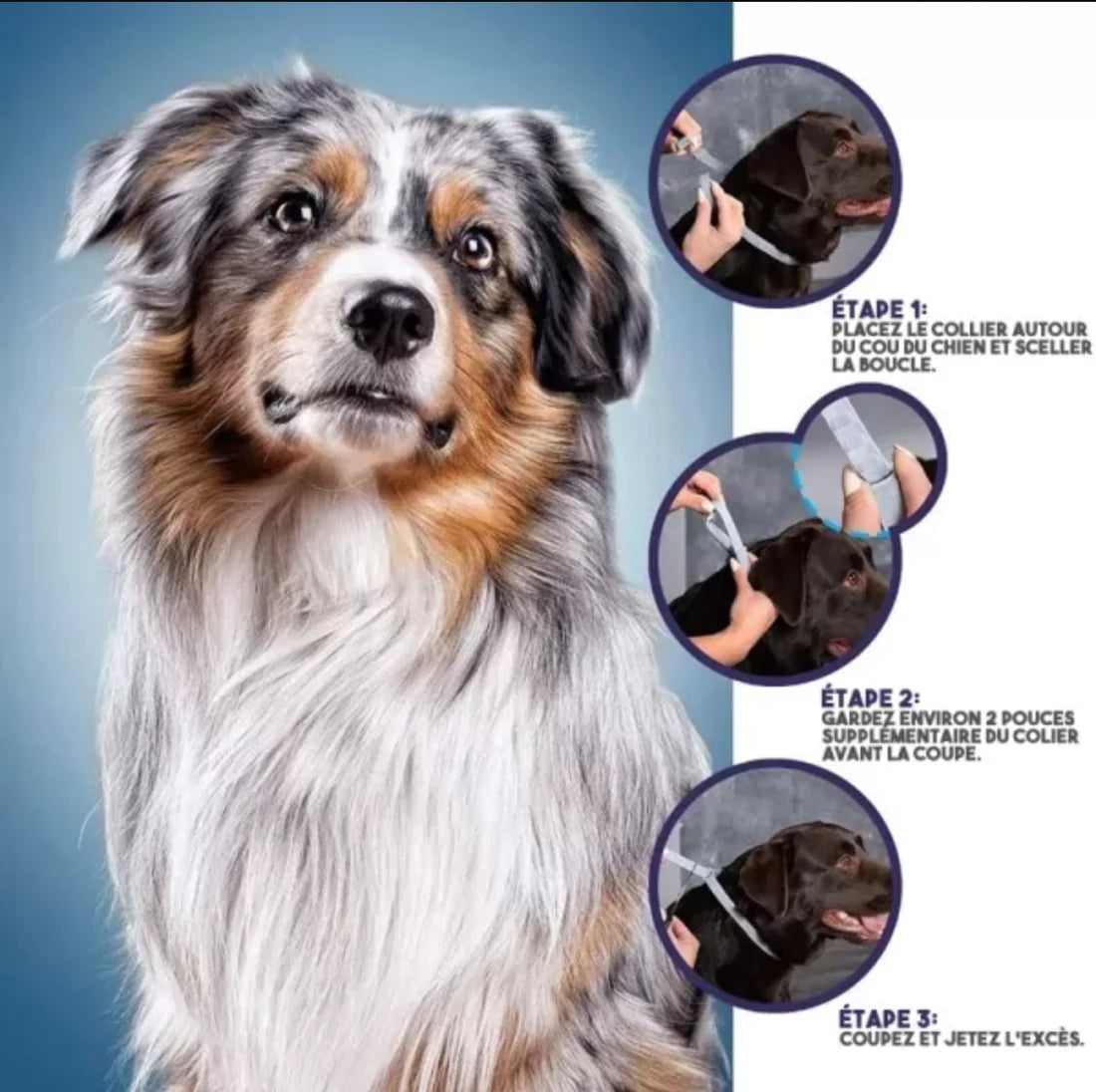 PROTECT + : Collier anti parasites pour chiens & chats