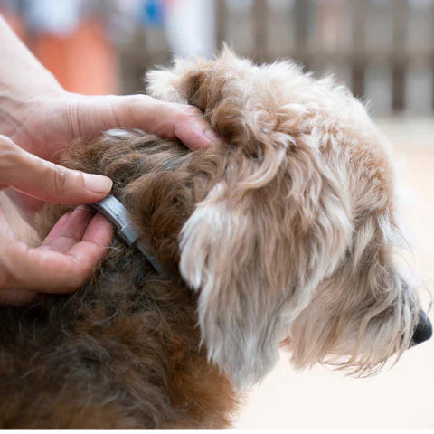 PROTECT + : Collier anti parasites pour chiens & chats