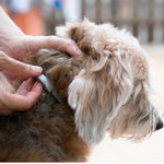 PROTECT + : Collier anti parasites pour chiens & chats