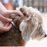 PROTECT + : Collier anti parasites pour chiens & chats